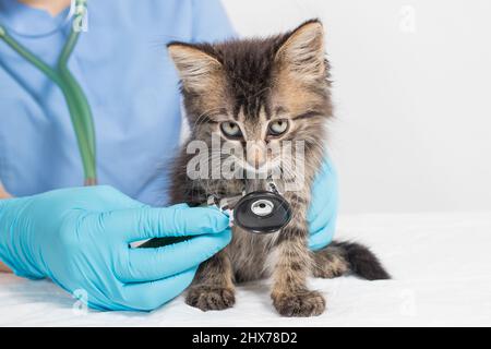 Le Veterinaire Examine Le Coeur Et Les Poumons Du Chaton Avec Un Stethoscope Clinique Veterinaire Traitement Et Prevention Des Maladies Chez Les Chats Et Photo Stock Alamy