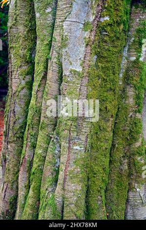 Écorce de l'arbre (détail). Hêtre oriental (Fagus orientalis). Dawyck Botanic Gardens, Stobo, Scottish Borders, Écosse, Royaume-Uni, Europe. Banque D'Images