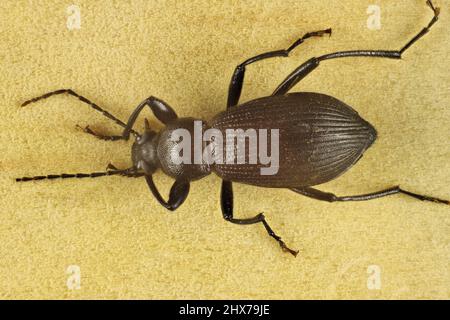 Super macro vue dorsale de Darkling Beetle isolé (Tenebrioninae), Australie méridionale Banque D'Images