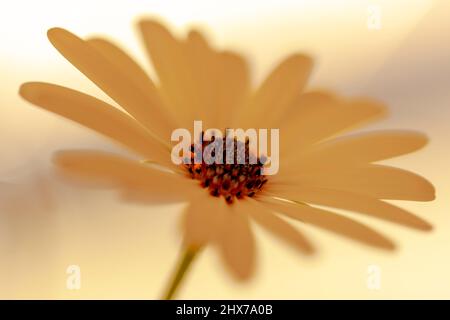 Marguerite africaine large fleur ouverte blanc Osteospermum ecklonisis., gros plan macrophotographie sur fond blanc. Mise au point sélective, faible profondeur de champ. Banque D'Images