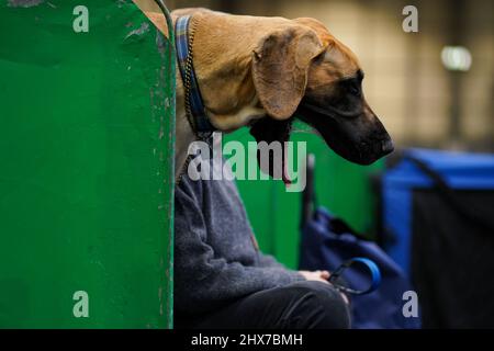 Une belle nawns de dane en plus de leur propriétaire pendant la première journée du Crufts Dog Show au Birmingham National Exhibition Centre (NEC). Date de la photo: Jeudi 10 mars 2022. Banque D'Images