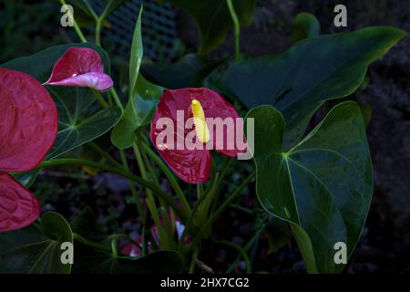 Anthurium dans un jardin vu de près Banque D'Images