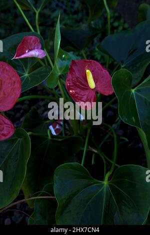 Anthurium dans un jardin vu de près Banque D'Images