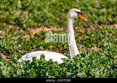 Gros plan d'un cygne dont le cou et la tête sont relâchés devant un champ vert en hiver Banque D'Images