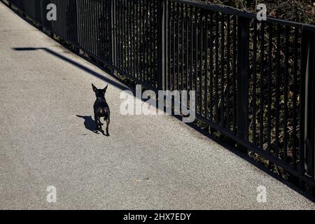 Chien Pinscher marchant aux côtés de son propriétaire Banque D'Images