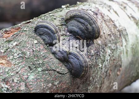 Fomes fomentarius, communément appelé champignon de l'urine, champignon de l'urine fausse, champignon de l'onglons, conk de l'urine, polypore de l'urine ou champignon de l'homme de glace Banque D'Images