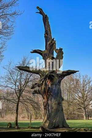 Straupitz, Allemagne. 10th mars 2022. Longtemps mort, le majestueux et ancien chêne florentin tours dans le ciel bleu au-dessus du Spreewald. Même si l'arbre a depuis longtemps cessé de vivre, le chêne florentin, d'une circonférence d'environ 8,50 mètres, est toujours le chêne le plus fort restant dans le Byttnahain sur le bord de la réserve de biosphère de Spreewald. Credit: Patrick Pleul/dpa-Zentralbild/ZB/dpa/Alay Live News Banque D'Images