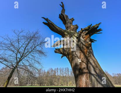 Straupitz, Allemagne. 10th mars 2022. Longtemps mort, le majestueux et ancien chêne florentin tours dans le ciel bleu au-dessus du Spreewald. Même si l'arbre a depuis longtemps cessé de vivre, le chêne florentin, d'une circonférence d'environ 8,50 mètres, est toujours le chêne le plus fort restant dans le Byttnahain sur le bord de la réserve de biosphère de Spreewald. Credit: Patrick Pleul/dpa-Zentralbild/ZB/dpa/Alay Live News Banque D'Images