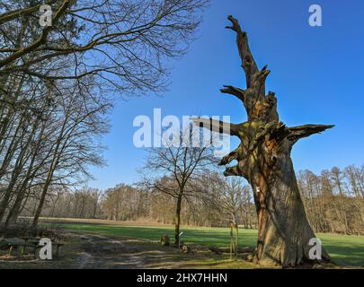 Straupitz, Allemagne. 10th mars 2022. Longtemps mort, le majestueux et ancien chêne florentin tours dans le ciel bleu au-dessus du Spreewald. Même si l'arbre a depuis longtemps cessé de vivre, le chêne florentin, d'une circonférence d'environ 8,50 mètres, est toujours le chêne le plus fort restant dans le Byttnahain sur le bord de la réserve de biosphère de Spreewald. Credit: Patrick Pleul/dpa-Zentralbild/ZB/dpa/Alay Live News Banque D'Images