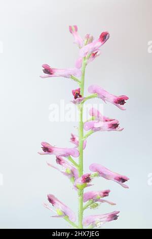 Fumaria officinalis, connue sous le nom de fumée fumante commune, fumée de drogue ou fumée de terre Banque D'Images