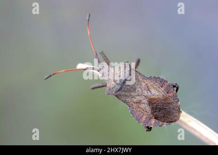 Coreus marginatus, bug Dock Banque D'Images