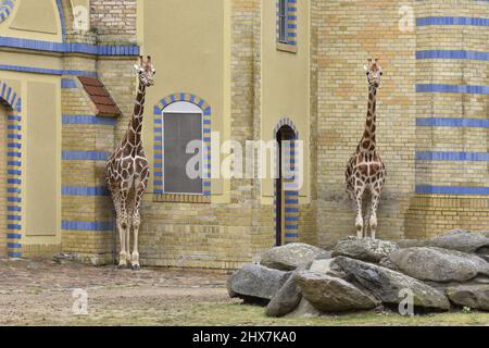 Les girafes de Rothschild (Giraffa camelopardalis rothschild) debout près du bâtiment du zoo de Berlin, en Allemagne, en Europe. Banque D'Images