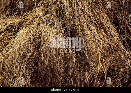 Image en gros plan de la texture de l'herbe sèche Banque D'Images