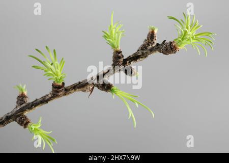 Nouvelles pousses de bourgeons de mélèze Banque D'Images