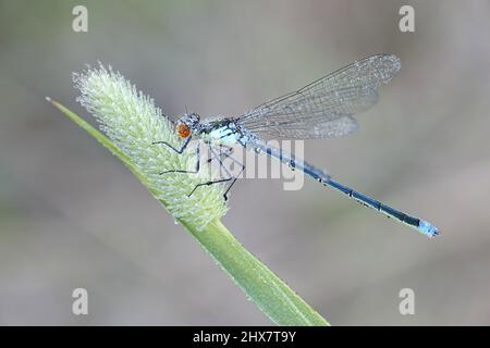 Demoiselle aux yeux rouges, Erythromma najas Banque D'Images