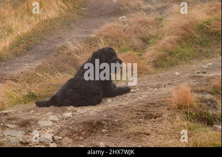 Un chien noir repose sur l'herbe et repose après une promenade. Banque D'Images