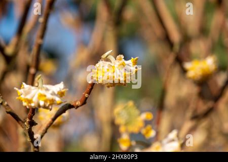 Fleurs jaunes et blanches de l'arbuste Ã feuilles caduques Edgeworthia chrysanthia grandiflora. Photographié à Wisley, Surey, Royaume-Uni. Banque D'Images