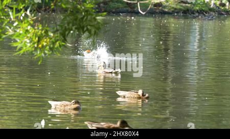 Canards sur l'eau dans l'étang du parc de la ville. Les canards nagent dans un étang dans un parc de la ville. Les canards nagent dans un parc de la ville Banque D'Images