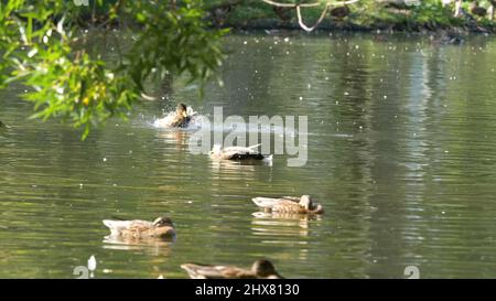 Canards sur l'eau dans l'étang du parc de la ville. Les canards nagent dans un étang dans un parc de la ville. Les canards nagent dans un parc de la ville Banque D'Images