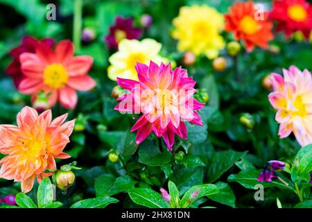 C'est une photo d'une belle fleur de Dahlia rose en fleur. Banque D'Images