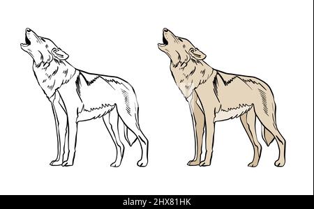Illustration d'un livre de coloriage en couleur et en noir et blanc. Dessin d'un loup sur fond blanc isolé. Illustration de haute qualité Banque D'Images