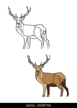 Illustration d'un livre de coloriage en couleur et en noir et blanc. Dessin d'un cerf sur fond blanc isolé. Illustration de haute qualité Banque D'Images