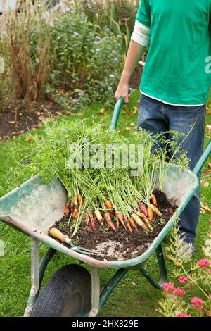 Faire pousser des carottes Banque D'Images