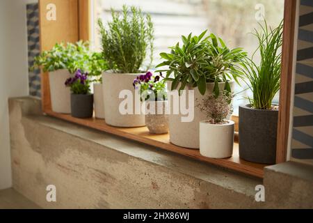 herbes dans les pots de manche en béton sur le rebord de fenêtre Banque D'Images