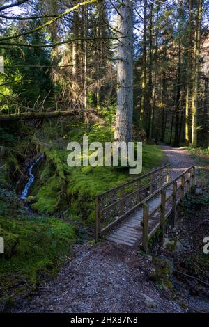 Un pont en bois au-dessus d'un beck sur un sentier à travers la forêt de Whinlatter, Lake District, Angleterre Banque D'Images