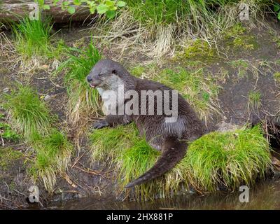 Otter eurasien (Lutra lutra) pendant l'été. Enclos dans le parc national de la forêt bavaroise, Europe, Allemagne, Bavière Banque D'Images