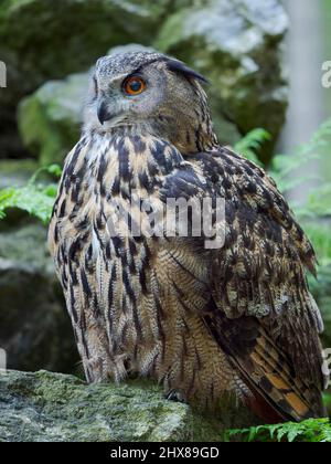 EAGLE-OWL eurasien (Bubo bubo). Enclos dans le parc national de la forêt bavaroise, Europe, Allemagne, Bavière Banque D'Images