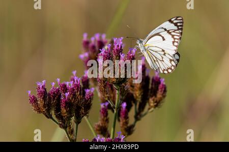 Pioneer papillon blanc sur fleur pourpre, Afrique du Sud Banque D'Images