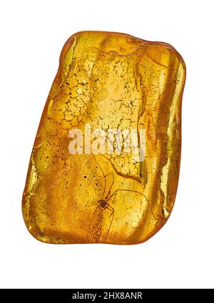 Araignée (Arachnida: opiliones: Famille indet. Yproian - Priabonien, Eocène inférieur - supérieur) conservé en Ambre. De la région Baltique, en Europe. Banque D'Images