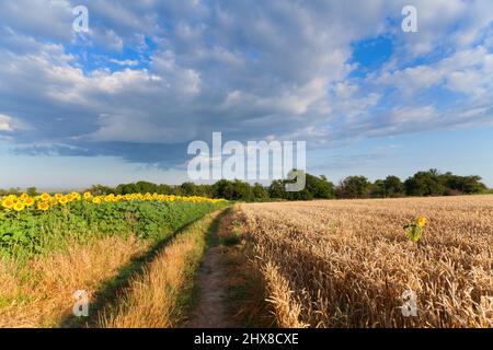 Blé d'or jaune et champs de tournesol sous ciel bleu en Ukraine, l'agriculture est la paix. Banque D'Images