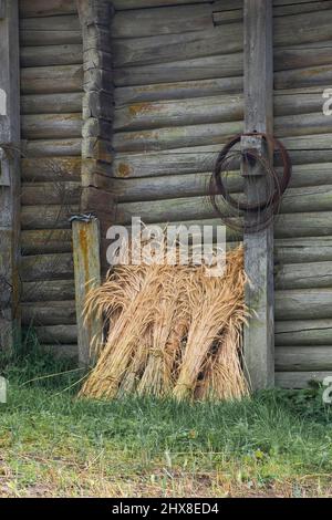 récolte et gerbes d'épis de blé près d'une maison en bois dans le village Banque D'Images