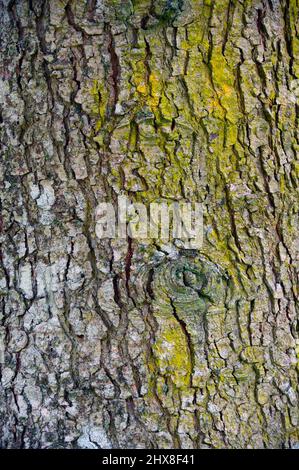 L'abies holophylla, également appelé sapin à aiguilles ou sapin manchurien, est une espèce de sapin indigène des régions montagneuses du nord de la Corée, du sud de l'Ussuriland, Banque D'Images