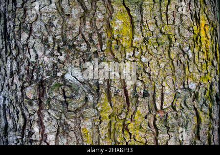 L'abies holophylla, également appelé sapin à aiguilles ou sapin manchurien, est une espèce de sapin indigène des régions montagneuses du nord de la Corée, du sud de l'Ussuriland, Banque D'Images