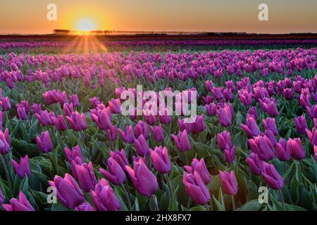 Un champ de fleurs avec des tulipes à fleur pourpre à Goeree-Overflakkee aux pays-Bas pendant le coucher du soleil. Banque D'Images