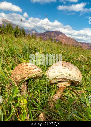 Les champignons parasol (nom latin Macrolepiota procera) en vue rapprochée, poussant sur une prairie herbacée. Banque D'Images