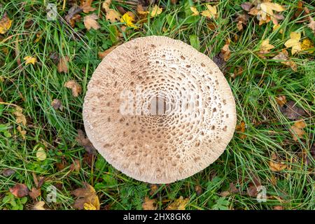 Le champignon du parasol (nom latin Macrolepiota procera) en vue rapprochée d'en haut, croissant sur une prairie herbeuse. Banque D'Images