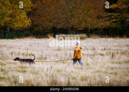 Une femme en manteau de moutarde prend une promenade matinale dans l'herbe haute avec son chien. Banque D'Images