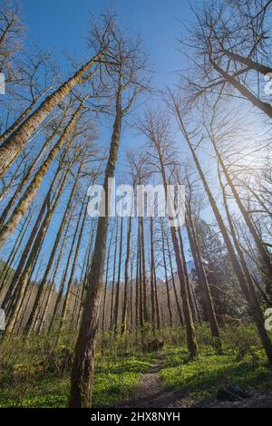 Sentier de randonnée dans une forêt d'arbres sans feuilles, avec des montagnes en arrière-plan par beau soleil au début du printemps. Banque D'Images