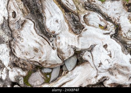 Tronc et racine de l'arbre ronlé. Banque D'Images