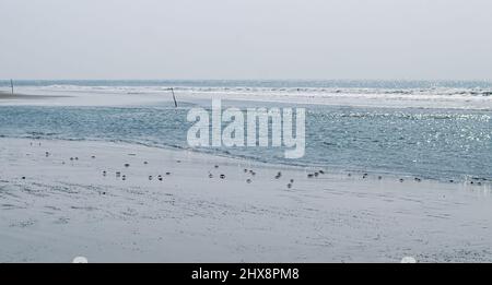 Troupeau de crabe des terres rouges ou de crabe rouge feu sur la plage. Crabes fantômes rouges sur l'île de Sonadia, Union de Kutubjom, Bangladesh. Banque D'Images