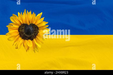 Tournesol jaune avec centre en forme de coeur sur fond bleu et jaune drapeau ukrainien Banque D'Images