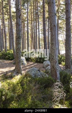 Pins écossais dans la réserve naturelle nationale des Abernethy, sur les rives du Loch Garten, Highland, Écosse, Royaume-Uni. Banque D'Images