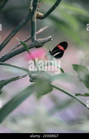 Portrait d'un papillon rouge de Postman, d'un petit postman ou d'un papillon rouge de la passion, Heliconius erato, reposant sur une feuille avec ses ailes fermées. L'arrière-plan flou est verdâtre. Photo de haute qualité Banque D'Images