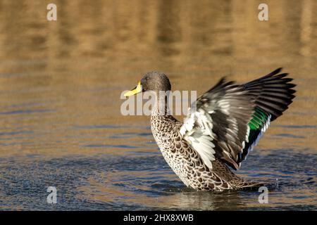 Canard à bec jaune, parc national Kruger Banque D'Images