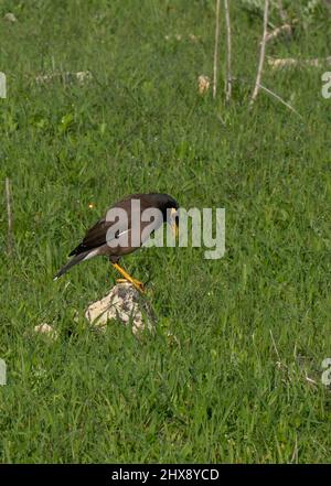 Un oiseau de myna commun, debout sur un rocher dans un champ de jachère en Israël. Banque D'Images