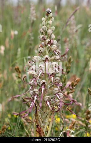 Orchid de lézard, Himantoglossum hircinum, Kent, Angleterre, Royaume-Uni Banque D'Images